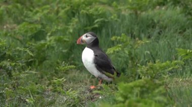 Atlantik martısı (Fratercula artica), Skomer Adası 'nda uçan göçmen bir kuş türü.