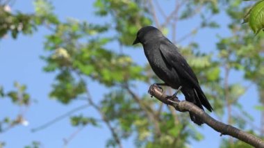 Karga (Coloeus monedula), ağaçların tepesine tünemiş mavi gökyüzü, vahşi yaşam stoku video klibi olan siyah bir karga kuşu.