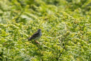 Meadow Pipit (Anthus pratensis), İngiltere ve Avrupa 'da giderek daha çok nesli tükenmekte olan bir ötücü kuş.