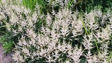 Beyaz astilbe bitkisel bir yaz sonbaharı bitkisi. Ebedi sonbahar çiçeği. Genellikle sahte keçi sakalı ya da sahte spirea olarak bilinir.