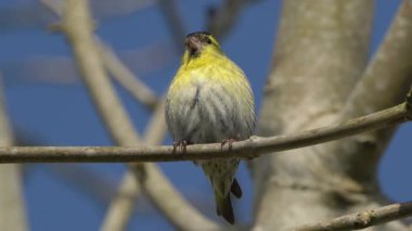 Siskin (Carduelis spinus) biSiskin (Carduelis spinus) erkek, Birleşik Krallık ve Avrupa 'da yaygın bir bahçe sarısı ötücü kuşudur.