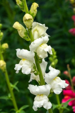 Erysimum cheiri bir bahar çiçeği. Yaygın olarak bilinen beyaz bir bahar çiçeği. Bahçe resmi.