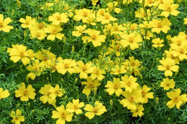 Tagetes 'Lemon Gem' bir bahar çiçeği. Yazın sarı çiçekli. Afrika kadife çiçeği olarak da bilinir.