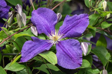 Clematis 'Jackmanii Superba' tırmanan bir otçul mor uzun ömürlü ve bir yaz sonbahar sarmaşığı tırmanıcısı, çiçek tohumu resmi