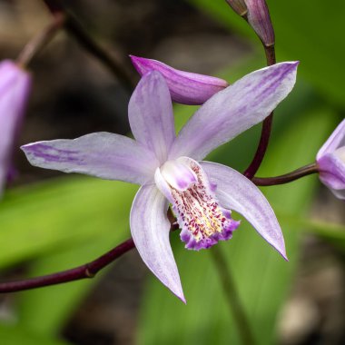 Bletilla striata 'Yokohama' bir ilkbahar sonbahar sonbaharı çiçekli pembe bir yaz çiçeği halk arasında zemin orkidesi olarak bilinir, stok fotoğrafı.