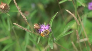 Common Carder Bee (Bombus pascuorum), İngiltere ve Avrupa 'da bulunan kızıl kahverengi yaban arısı uçan bir böcek.