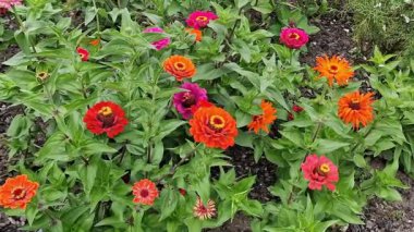 Zinnia elegans 'Giant Dahlia' bir yaz sonbaharı çiçekli pembe, turuncu veya kırmızı yaz çifte çiçekli, stok video klibi