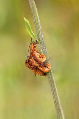 Kırmızı asker böceklerin çiftleşmesi (Rhagonycha fulva), küçük kırmızı bir uçan böcek olan yaban otuyla düzüşen böcek olarak da bilinir.