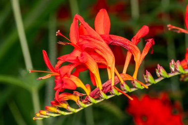 Crocosmia 'Lucifer', yaz aylarında çiçek açan ve Montbretia olarak da bilinen kırmızı bir çiçek açan bir bitki.