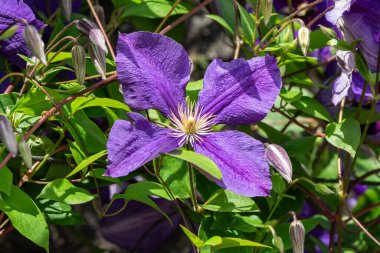 Clematis 'Jackmanii Superba' tırmanan bir otçul mor uzun ömürlü ve bir yaz sonbahar sarmaşığı tırmanıcısı, çiçek tohumu resmi