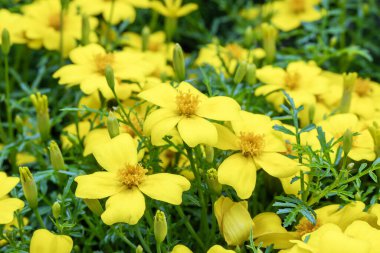 Tagetes 'Lemon Gem' bir bahar çiçeği. Yazın sarı çiçekli. Afrika kadife çiçeği olarak da bilinir.