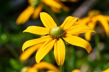 Rudbeckia hirta hirta 'Irish Eyes' (İrlanda Gözü) Bir sonbahar çiçekli sarı bir sonbahar bitkisi Kara Gözlü Susan olarak da bilinir.