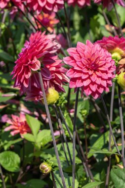 Dahlia 'Amerikan Şafağı' pembe bir sonbahar çiçeği yumru bitkisi, bahçe fotoğrafı.