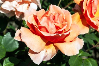 Rose 'Just Joey' (rosa), portakal rengi bir yaz çiçeği olan, çiçek açan melez bir çalı bitkisi.