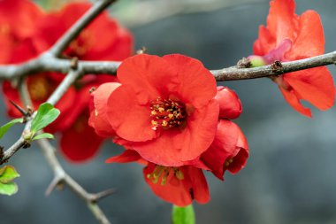 Chaenomeles x superba 'Knap Hill Scarlet', Japon ayva balığı olarak bilinen kırmızı bir bahar çiçeği olan bir bahar çiçekli çalısı.