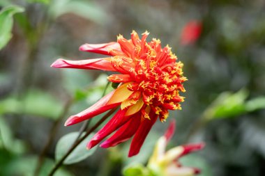 Dahlia 'Ahtapot' bir sonbahar sonbaharı. Çiçek açan, turuncu sarı yaz çiçekli bir yumru bitkisi.