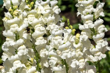 Antirrhinum majus 'Rocket White' bir sonbahar çiçekli sarı bir bahar bitkisi. Yaygın olarak Aslanağzı olarak bilinir.