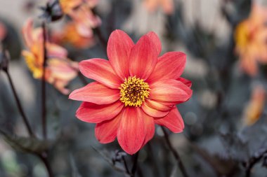 Dahlia 'nın Bronzu, bir sonbahar sonbaharı. Çiçek açan, turuncu kırmızı yaz çiçeği olan bir yumru bitkisi.