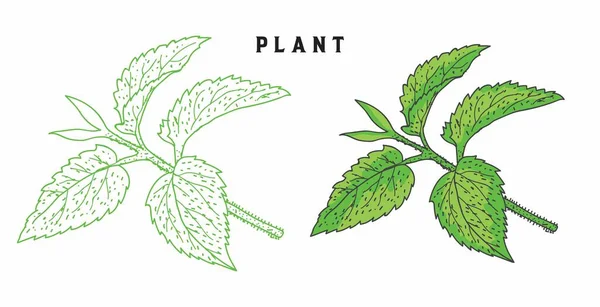 Vector Conjunto Plantas Orgánicas Con Hojas Dibujadas Mano — Vector de stock