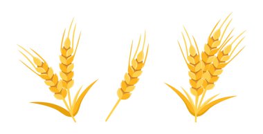  Beyaz arkaplanda düz biçimli buğday bitkileri koleksiyonu