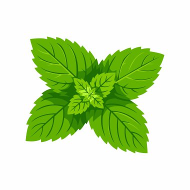 Taze yeşil nane yaprakları, canlı ve aromatik, aşçılık için mükemmel..