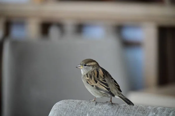 Sparrow Assis Sur Une Chaise Comme Gros Plan — Photo