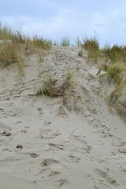 Kumsalda fazla büyümüş kumul ve ayak izleri.