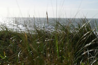 Plaj çimenleri okyanusa yakın çekim gibi.