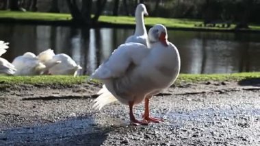 One white goose grooming her feathers in the park near a pond