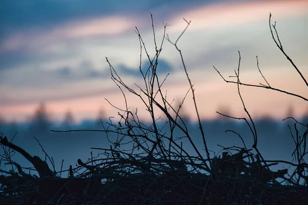 Shallow Focus Shot Silhouette Branches Twigs Sunset — Stock Photo, Image