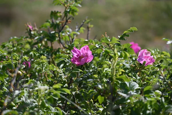 Rosa Flores Rosas Arbusto — Fotografia de Stock