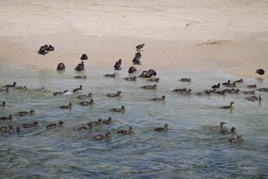 Ördekler Kuzey Denizi 'nde yüzüyor, yürüyor ve sahilde duruyor.