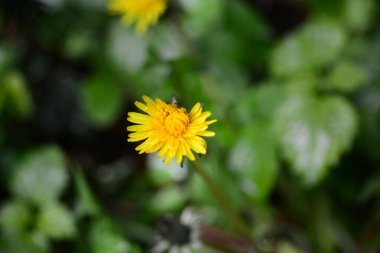 Bulanık yeşil yapraklara karşı çiçek açan karahindiba