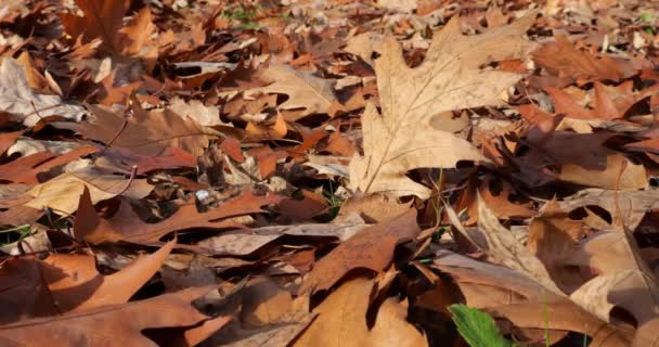 Падшие Сухие Листья Канадского Дуба Съемки Осенью Октябре — стоковое видео