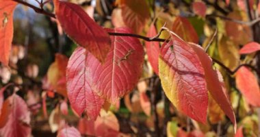 Bir çalılığın dallarında sonbahar yaprakları. Ekim 'de sonbaharda parkta çekimler.