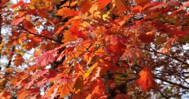 Kanadalı meşe yaprakları ağaç dallarında kırmızı sonbahar yaprakları. Ekim 'de sonbaharda çekim.