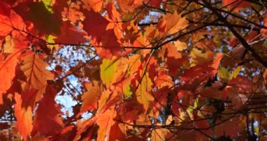 Kanadalı meşe yaprakları ağaç dallarında kırmızı sonbahar yaprakları. Ekim 'de sonbaharda çekim.