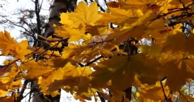 Sarı sonbahar akçaağaç yaprakları parktaki ağaç dallarında.