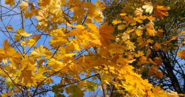 Sarı sonbahar akçaağaç yaprakları parktaki ağaç dallarında.