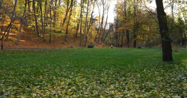 Autumn Park Fallen Leaves Green Grass Meadow — Stock Video