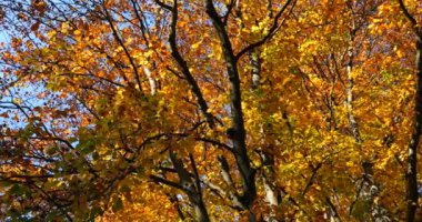 Avrupa kayın ağacının dallarında sarı yapraklar. Sonbaharda çekim.