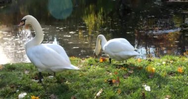 Sonbahar parkında beyaz kuğular.