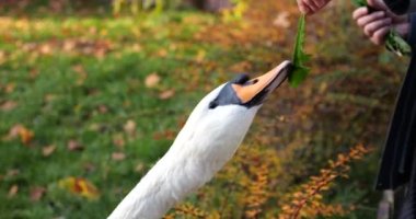 Bir kadın beyaz kuğuları karahindiba yapraklarıyla besler..