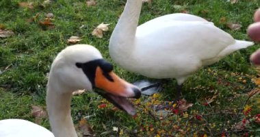 Bir kadın beyaz kuğuları karahindiba yapraklarıyla besler..