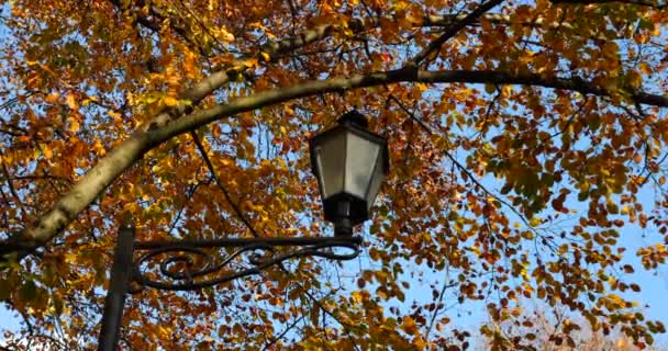 Уличная Лампа Парке Фоне Желтых Листьев Ветвях Европейского Бука Стрельба — стоковое видео