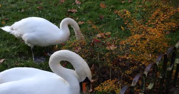Woman Feeds White Swans Dandelion Leaves — Stock Video