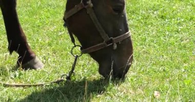 A horse eats grass in a meadow in the countryside.