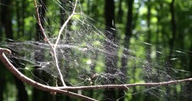 A large cobweb and spider silk well lit by the sun against the backdrop of a forest