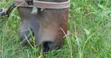A horse eats grass in a meadow in the countryside.