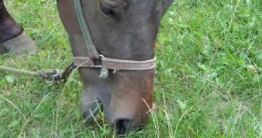 A horse eats grass in a meadow in the countryside.